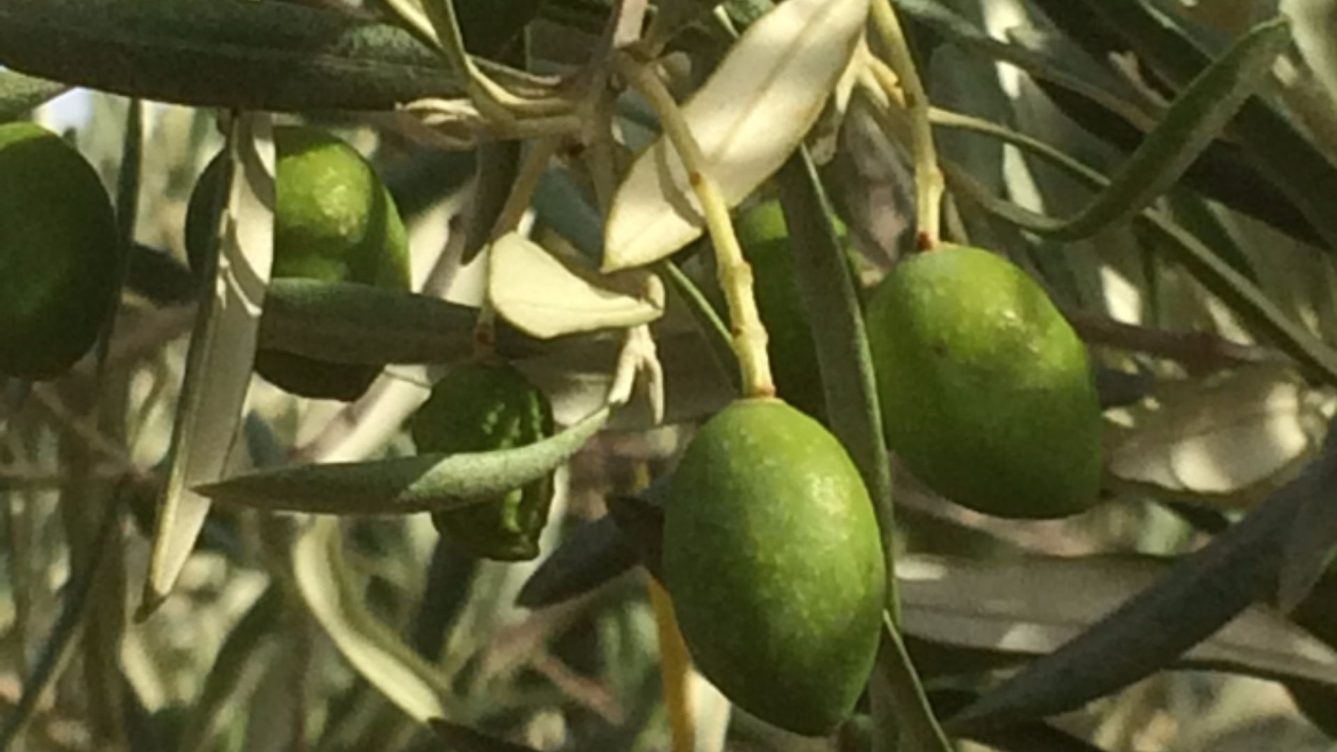 Olives du domaine de Rustrel Olives vertes récoltées au domaine de Rustrel